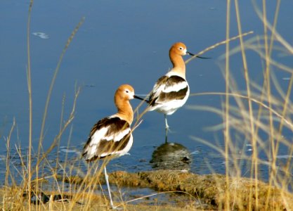 american avocets photo