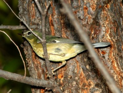 WARBLER, BLACK-THROATED BLUE (11-11-11) carmen, scc, az -06