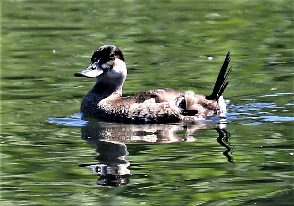 Ruddy Duck female best too