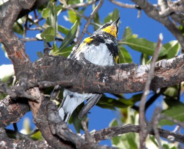 WARBLER, YELLOW-RUMPED (3-22-12) audubon's, pena blanca lake, scc, az -02