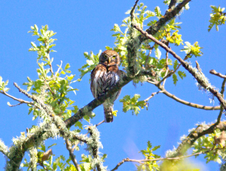 458 - NORTHERN PYGMY OWL (4-5-09) slo co, ca