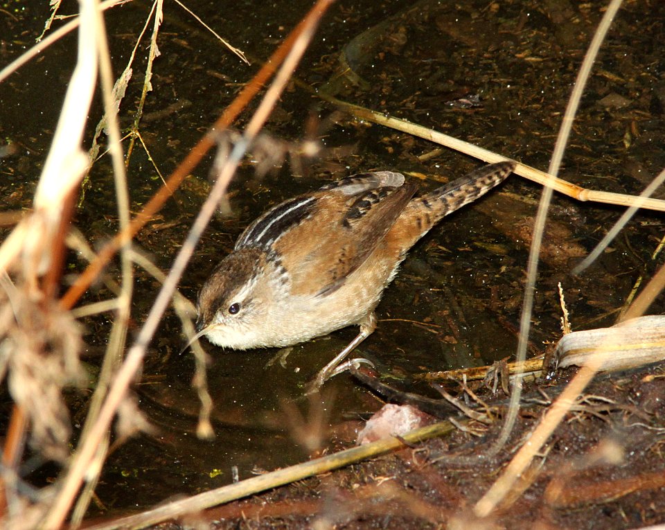 WREN, MARSH (1-13-12) pena blanca Lake, scc, az -01