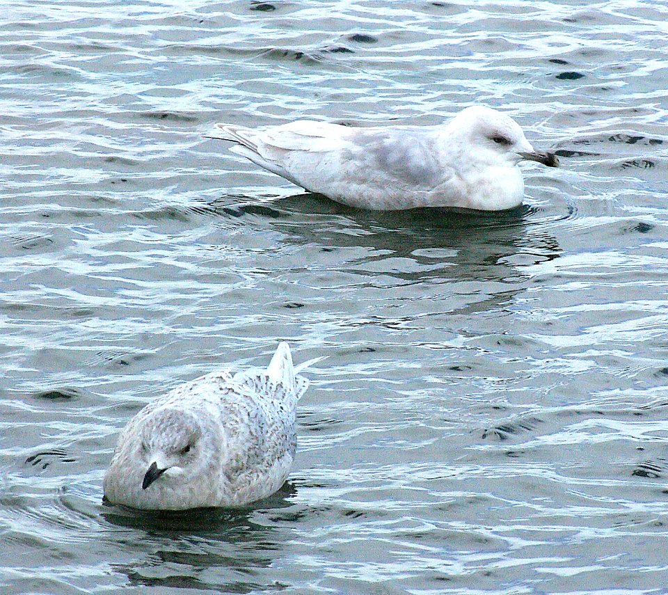 367 - ICELAND GULL (2-7-07) - 1st & 3rd winter, quidi vidi lake, st john's, newfoundland