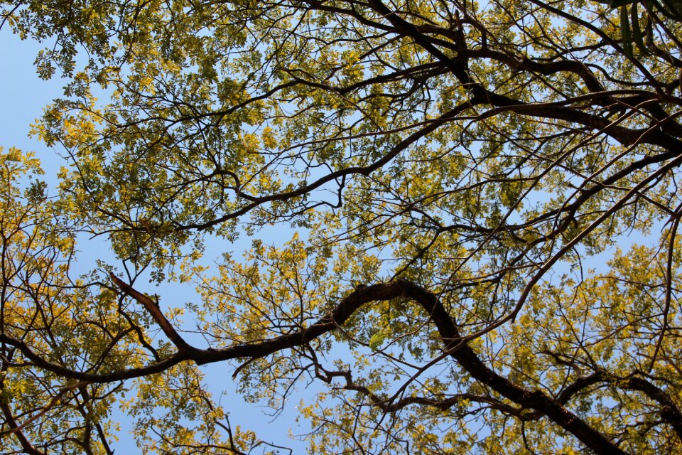 Leaves aesthetic high