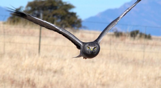 215 - NORTHERN HARRIER (1-10-12) san rafael grasslands, scc, az (2)