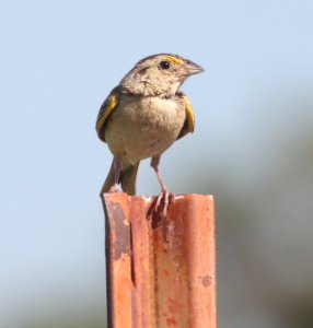 SPARROW, GRASSHOPPER (8-10-12) san rafael grasslands, scc, az -01