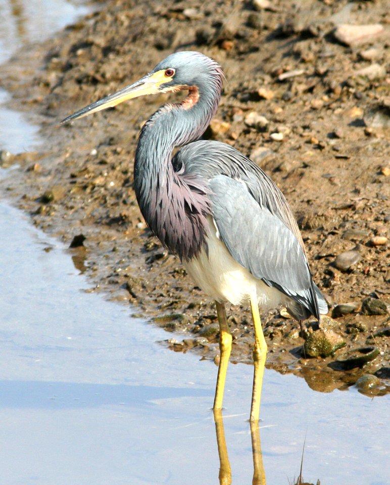 190 - TRICOLORED HERON (12-30-08) quintana, tx (6) photo