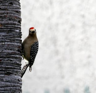 Gila Woodpecker best (7)