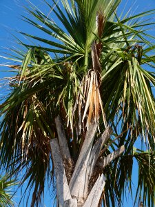 Tropical tree frond