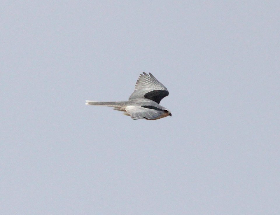 KITE, WHITE-TAILED (11-24-11) san rafael grasslands, scc, az -03