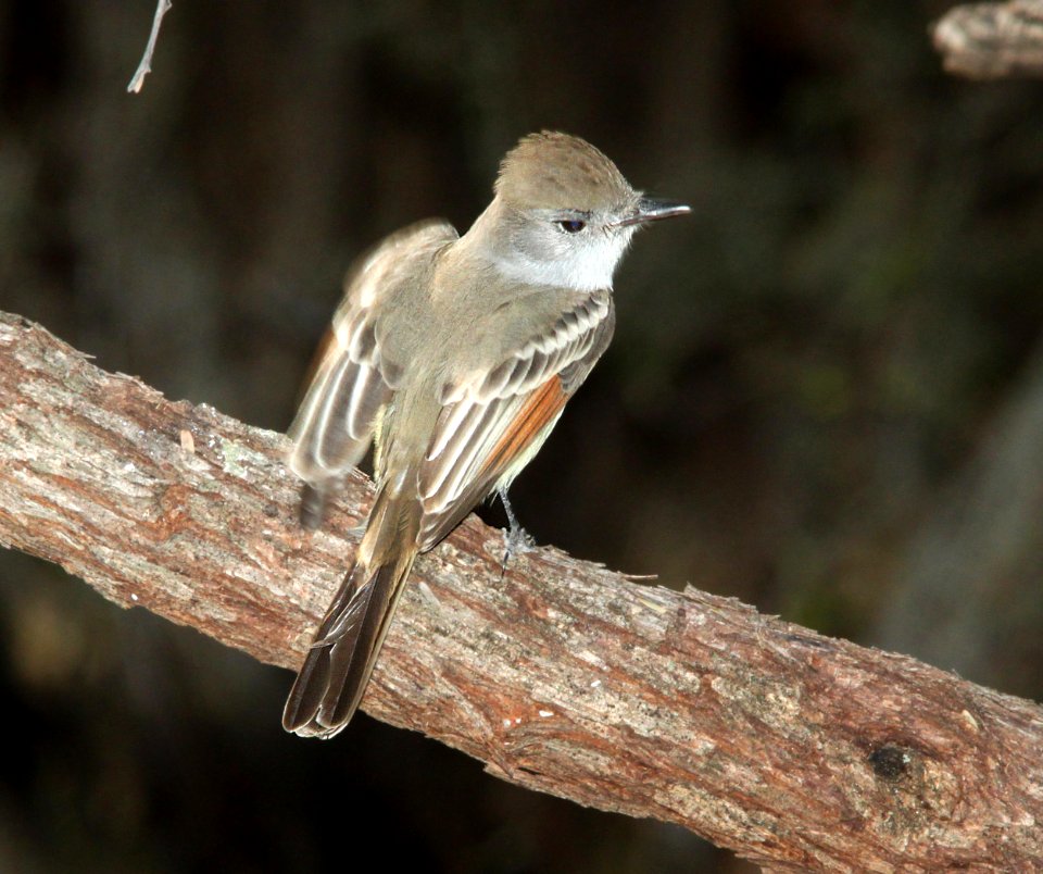 FLYCATCHER, ASH-THROATED (12-17-11) patagonia lake, scc, az -02 cbc