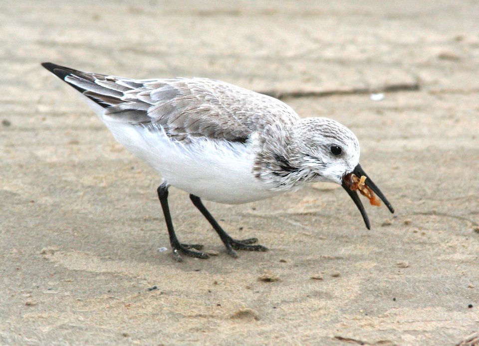 310 - SANDERLING (2-2009) tx, eating KFC