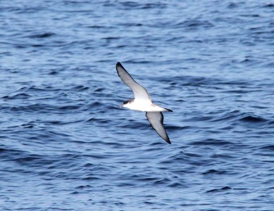 133 - BULLER'S SHEARWATER (9-27-09) monterey, ca (4) photo