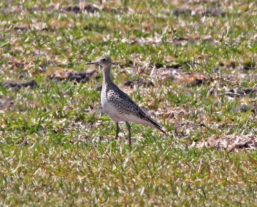 292 - UPLAND SANDPIPER (3-26-13)  n of robstown, nueces co, tx