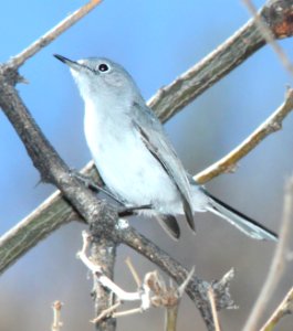 GNATCATCHER, BLACK-CAPPED (2-21-12) below dam, sonoita creek state natural area, scc, az -02