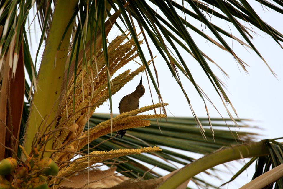 Gila Woodpecker Jan in Baja best  (2)