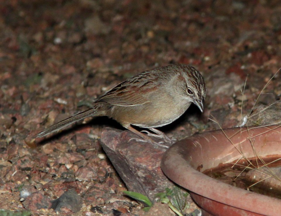 SPARROW, BOTTERI'S (3-23-12) 78 circulo montana, patagonia lake ranch estates, scc, az -01