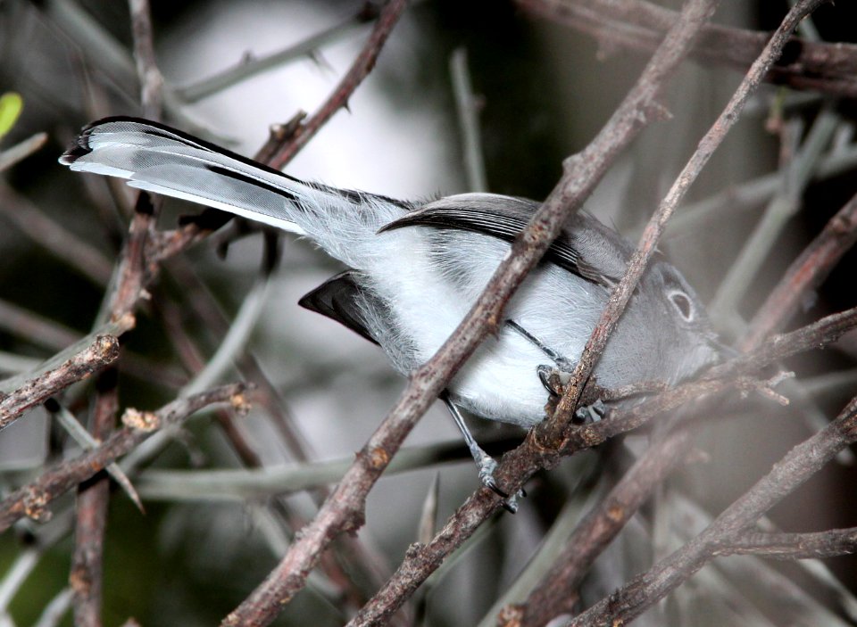 GNATCATCHER, BLACK-CAPPED (11-12-11) patagonia lake, scc, az -01