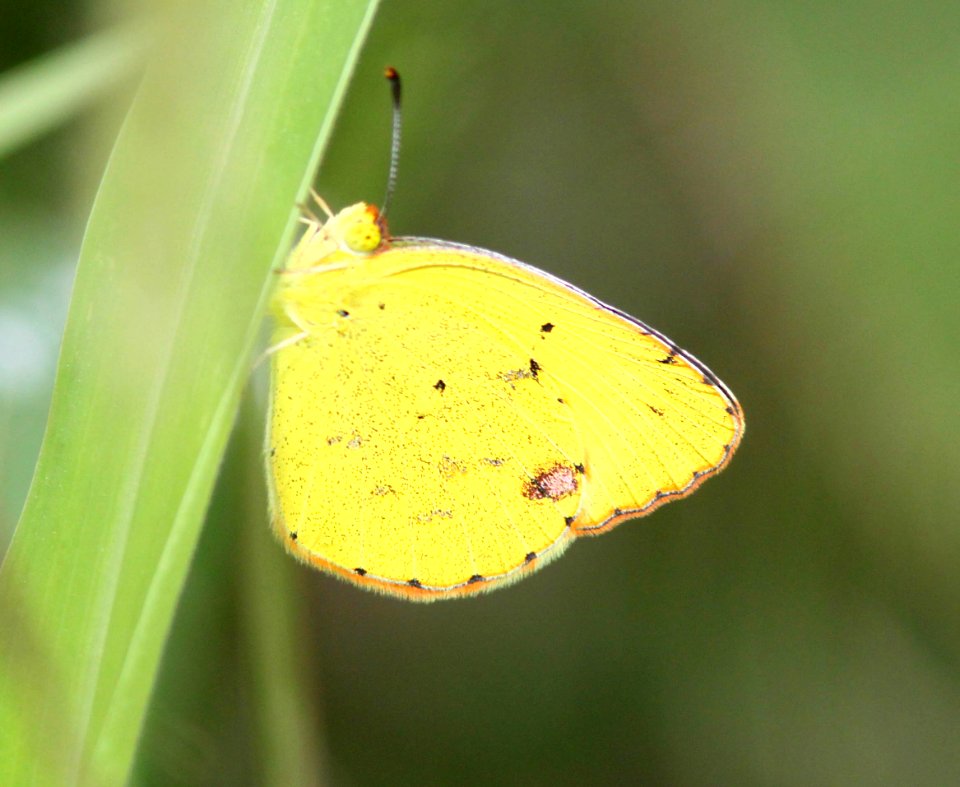 YELLOW, LITTLE (Pyrisetia lisa) (2-27-12) estero llano grande, weslaco, tx -01