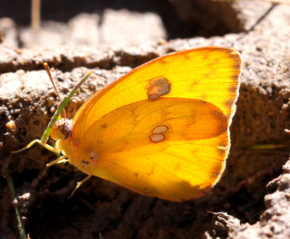 SULPHUR, CLOUDLESS (Phoebis sennae) (11-1-11) sawmill cyn, huachuca mts, az -02