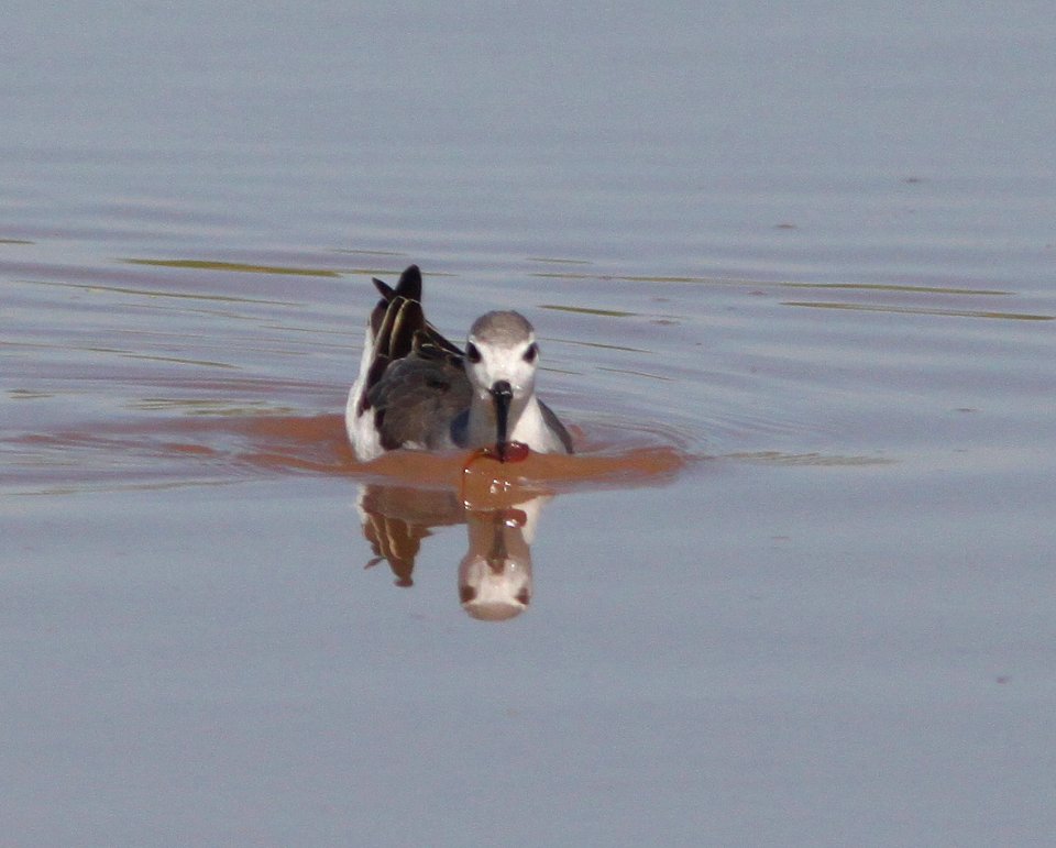 PHALAROPE, WILSON'S (8-2-12) san rafael grassland, scc, az -03