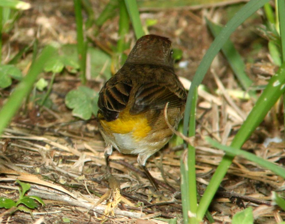 WARBLER, PALM (4-19-12) western, convention center, south padre island, tx -04