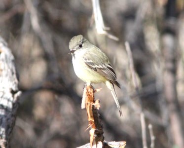 FLYCATCHER, DUSKY (2-16-12) patagonia lake, scc, az -01