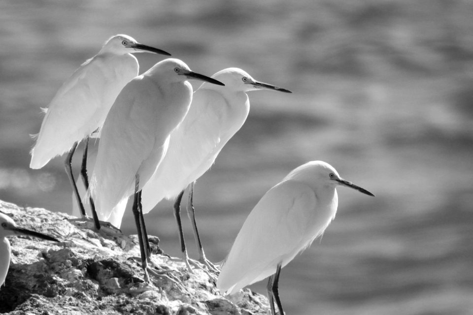 EGRET. SNOWY (11-17-09) estero bluffs state park -04 BW