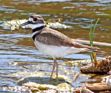 267 - KILLDEER (4-15-11) patagonia lake, scc, az  (4)