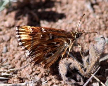 STREAKY-SKIPPER, COMMON (Celotes nessus) (4-2-12) patagonia lake, scc, az -03b