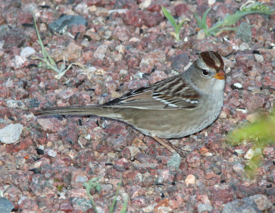 SPARROW, WHITE-CROWNED (10-21-11) first year, 78 circulo montana, patagonia lake ranch estates, scc, az -01