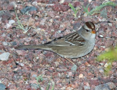 SPARROW, WHITE-CROWNED (10-21-11) first year, 78 circulo montana, patagonia lake ranch estates, scc, az -01