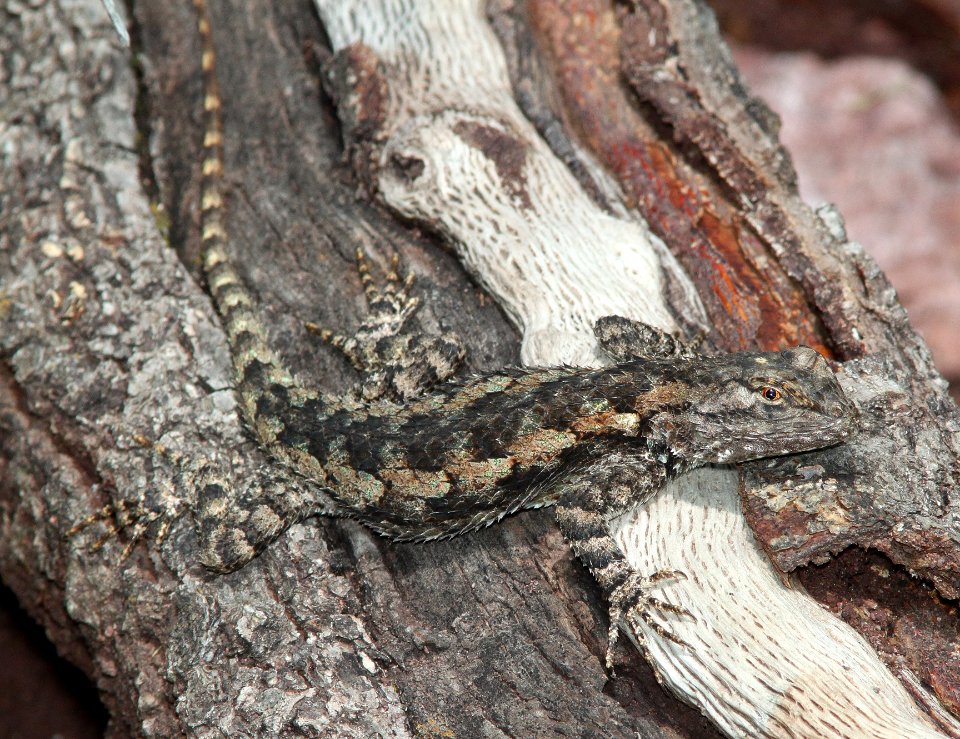 LIZARD, CLARK'S SPINY (Sceloporus clarkii) (7-22-12) upper thumb rock picnic area, pena blanca lake, scc, az -02