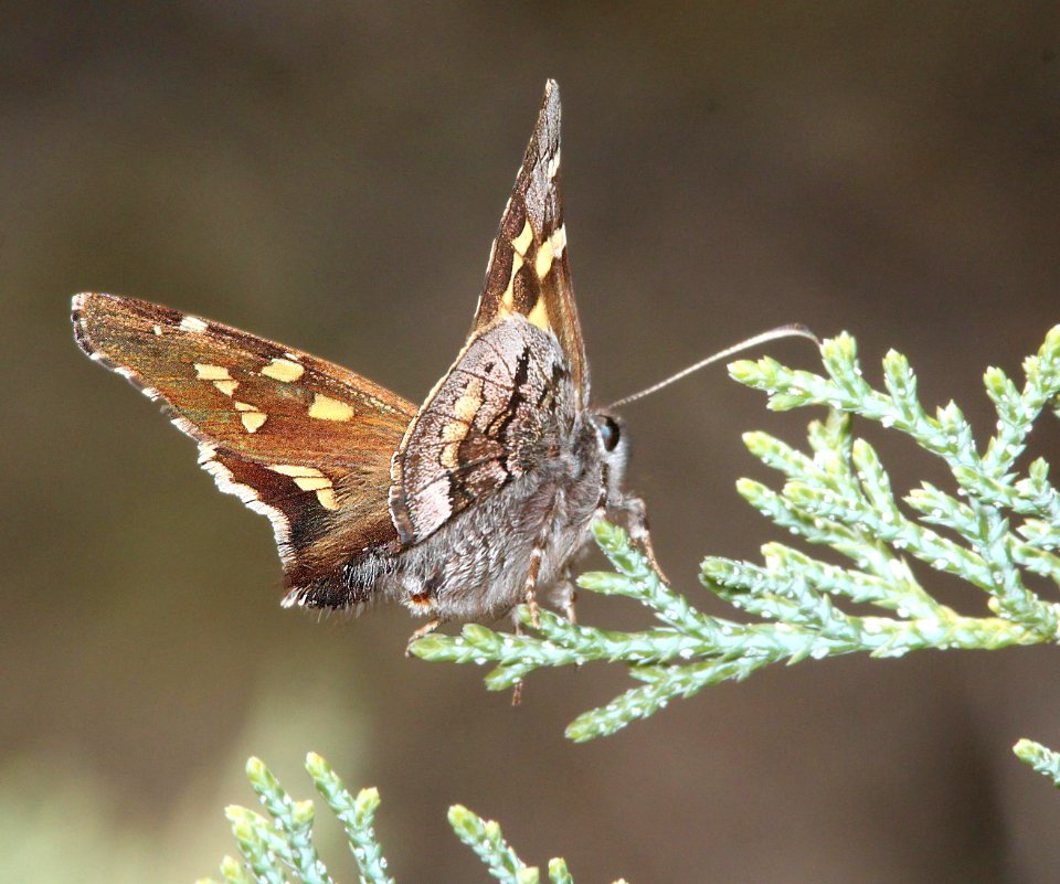 SKIPPER, SHORT-TAILED (4-12-12) madera cyn, scc, az -01