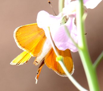 SKIPPERLING, ORANGE (Copaeodes aurantica) (7-23-12) 2.0 mile road cut, patagonia-san rafael road, patagonia mts, scc, az -05