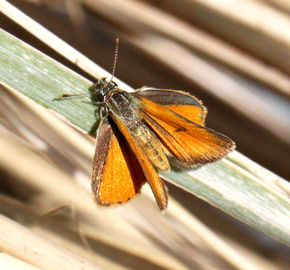SKIPPERLING, TROPICAL LEAST (Ancyloxypha arene) (10-1-11) red mt road, harshaw road, scc, az -01