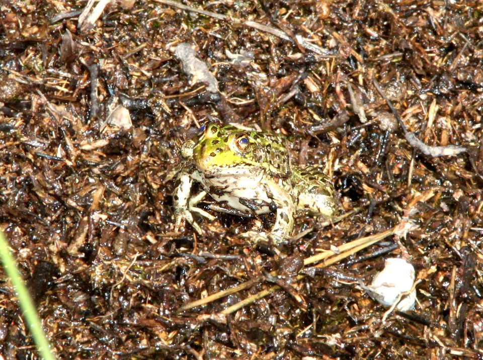 FROG, CHIRICAHUA LEOPARD (Rana chiricahuensis) (9-25-11) pena blanca lake, scc, az - 02