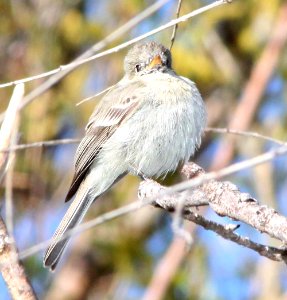 FLYCATCHER, GRAY (4-1-12) patagonia, scc, az -01