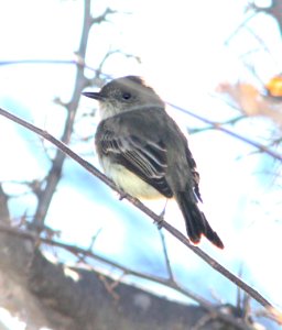 PHOEBE, EASTERN (1-6-12) patagonia-sonoita creek preserve, scc, az -01
