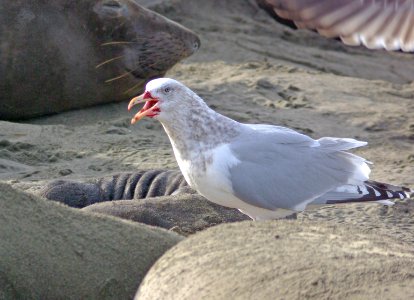 364 - HERRING GULL x maybe glaucous (1-26-08) el seal overlook, slo co, ca (2)