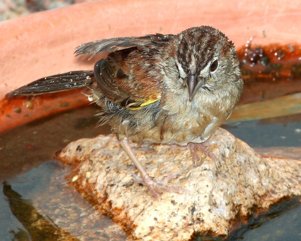 SPARROW, BOTTERI'S (7-26-12) 78 circulo montana, patagonia lake ranch estates, scc, az -08