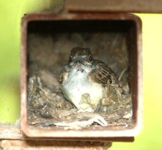 FLYCATCHER, BROWN-CRESTED nest (7-18-12) pena blanca lake, scc, az -02