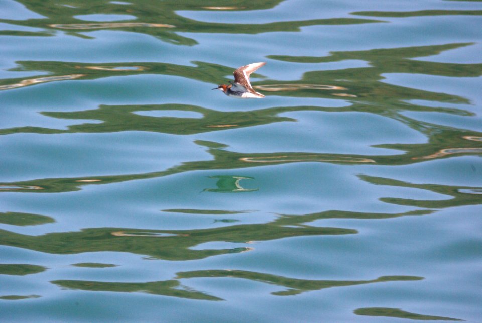 341 - RED-NECKED PHALAROPE (4)