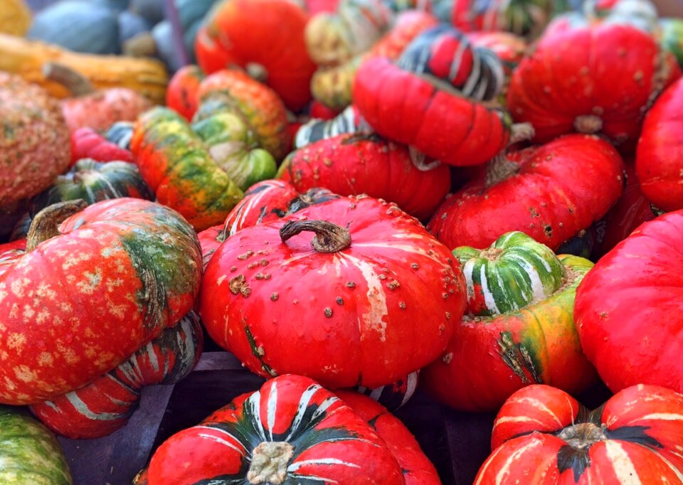 Gourd pumpkin harvest
