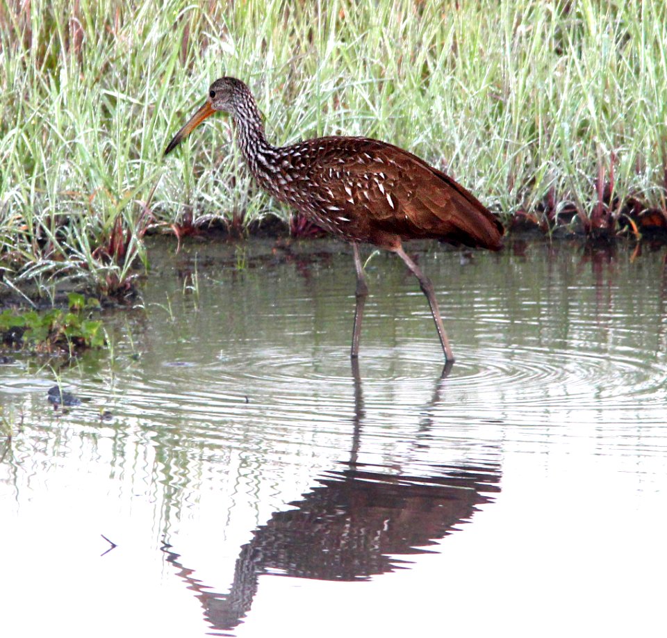 248 - LIMPKIN (2-27-13)  myakka state park, manatee co, fl  (1)