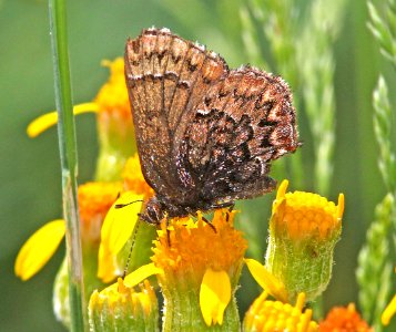 ELFIN, WESTERN PINE (Callophrys eryphon) (6-14-13) 8800ft, hannigan ck, 2 m north of hannigan lodge, greenlee co, az  (3)