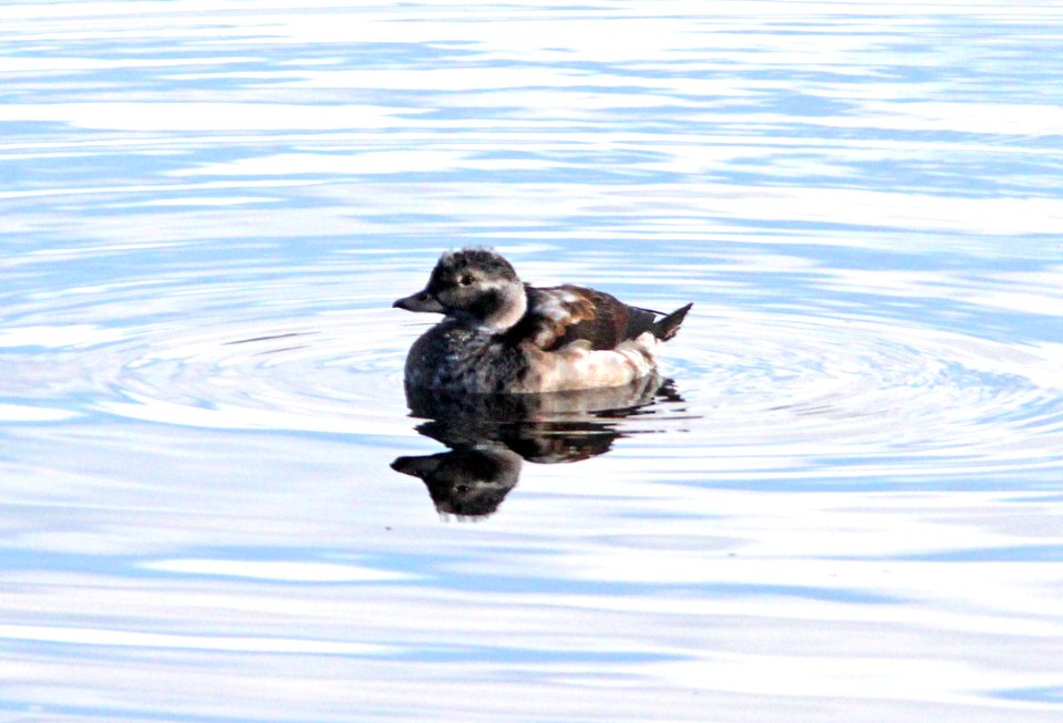DUCK, LONG-TAILED (11-4-11) pena blanca lake, scc, az -15c