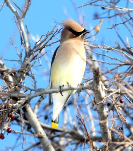 WAXWING, CEDAR (12-17-11) patagonia lake, scc, az -02 cbc