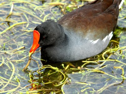 244 -  COMMON GALLINULE (1-30-10) south padre island, tx  (2) - Copy