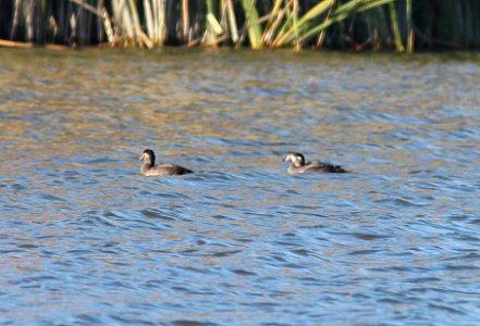 SCOTER, SURF (11-22-11) patagonia lake, scc, az -04